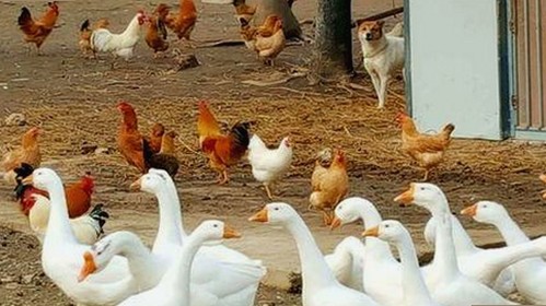 娱乐圈吃瓜视频揭秘：从幕后真相到明星隐私全景回顾