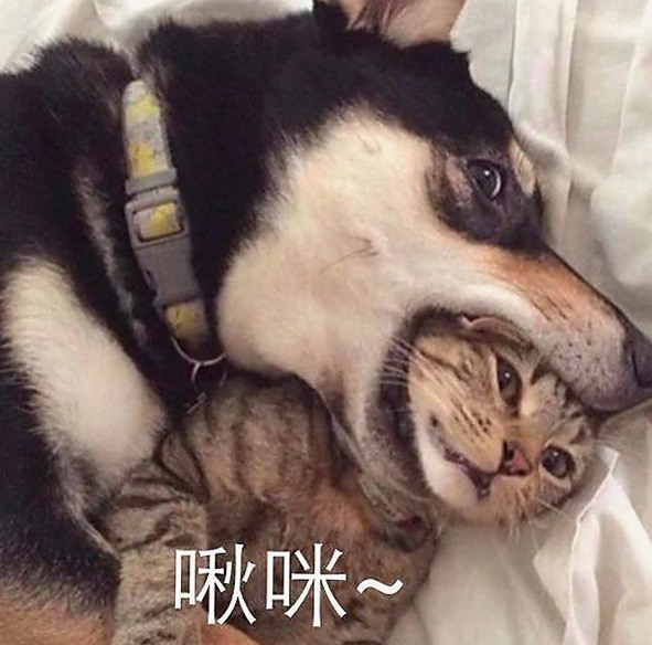 51爆料揭秘国产短视频与吃瓜文化的微妙变迁